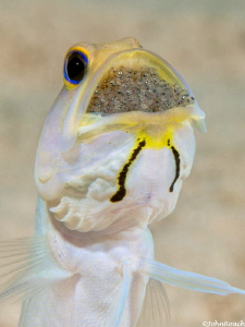 Opistognathus aurifrons
Yellowhead Jawfish
 by John Roach 